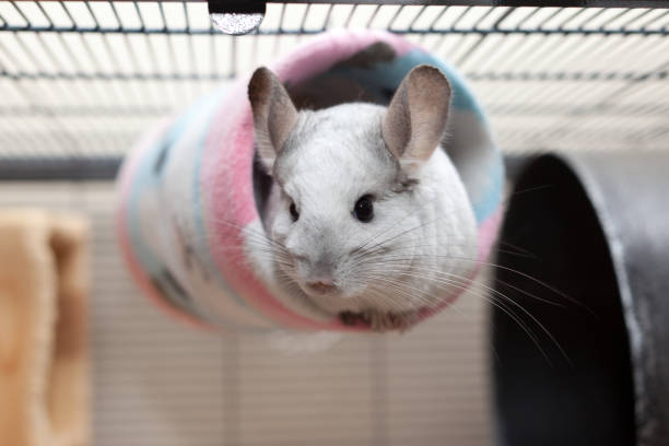Chinchilla Fur: Why Density Can Sometimes Be a Problem