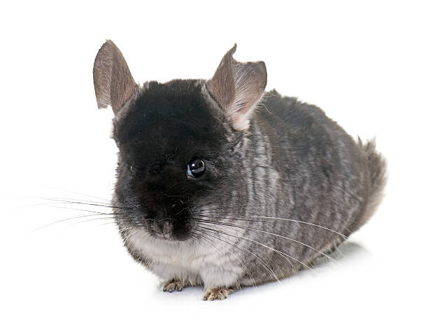 Why Do Chinchillas Eat Their Poop? (It’s Actually Genius, Not Gross)