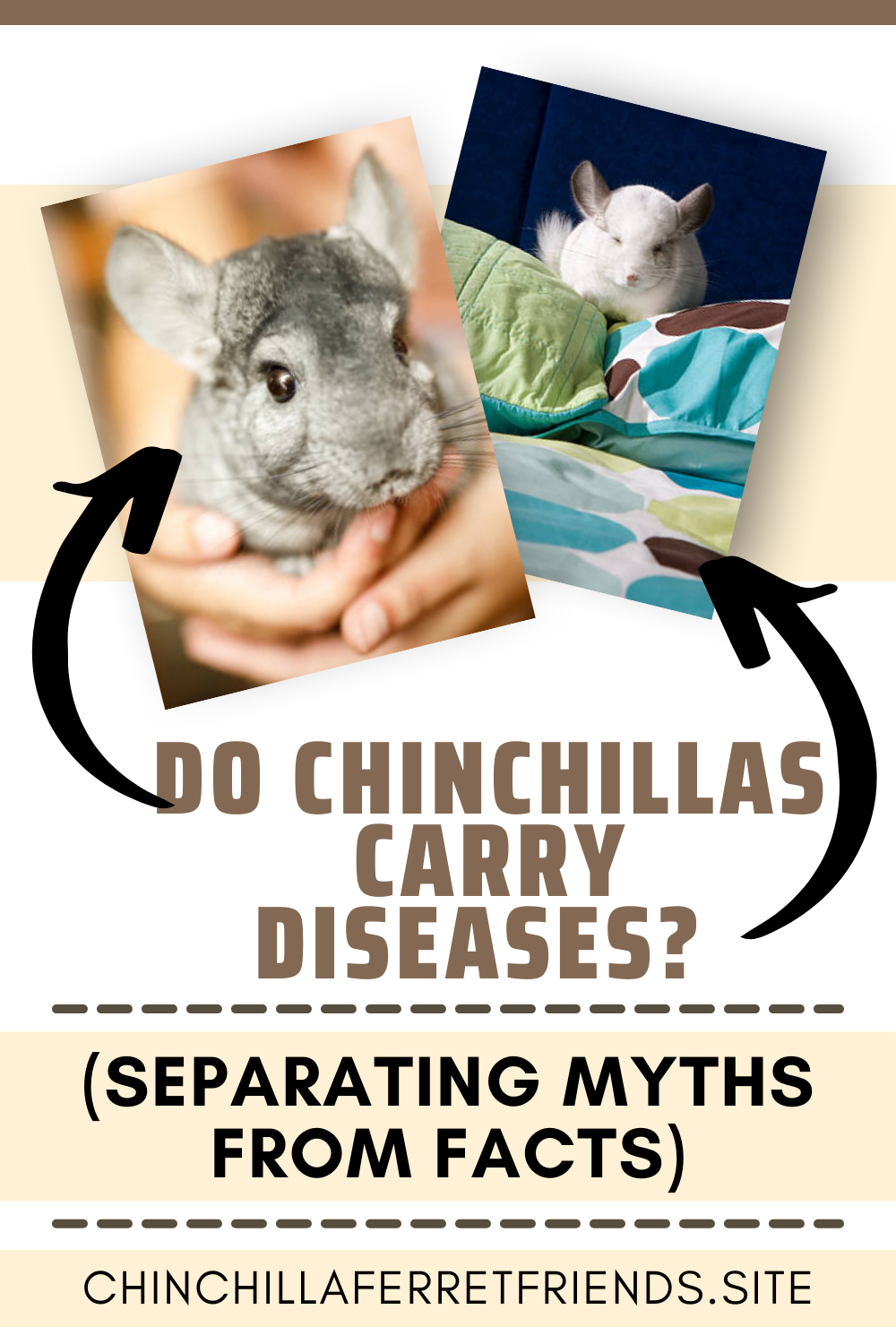 Do Chinchillas Carry Diseases