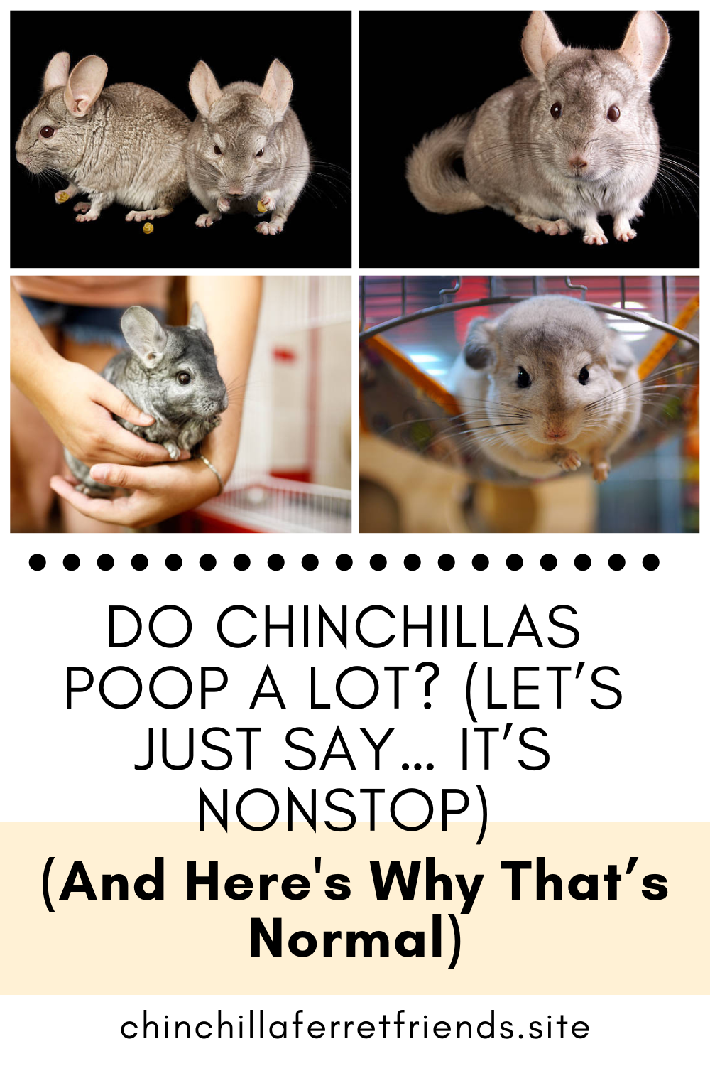 Do Chinchillas Poop a Lot?