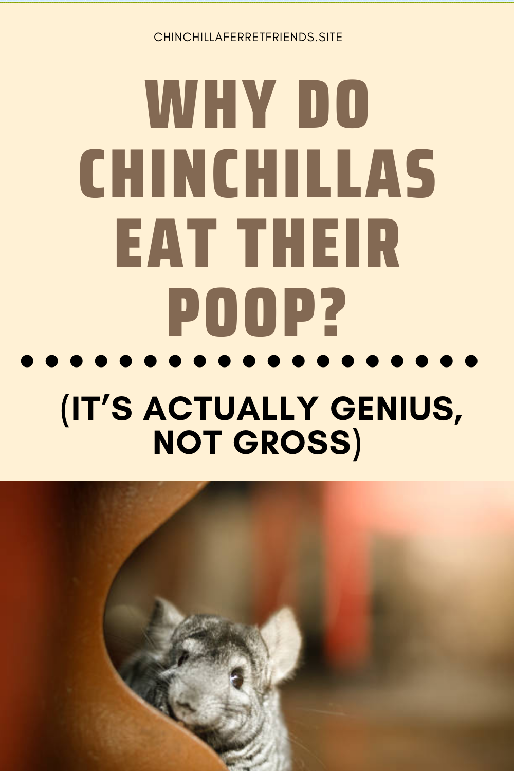 Chinchillas Eat Their Poop