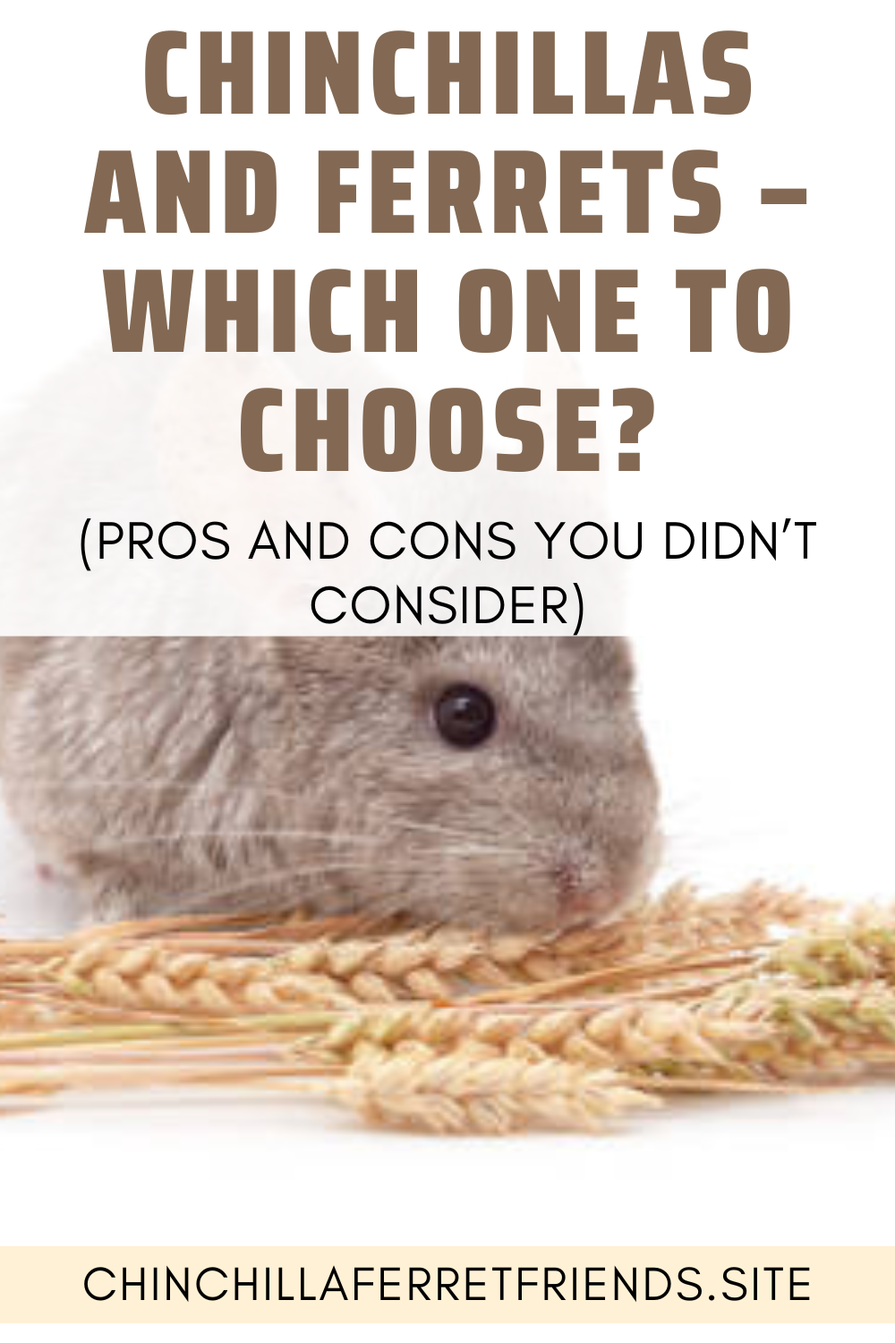 Chinchillas and Ferrets