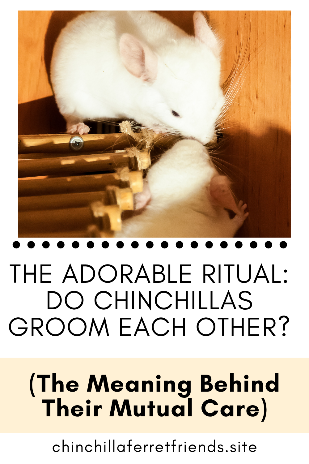 Chinchillas Groom Each Other