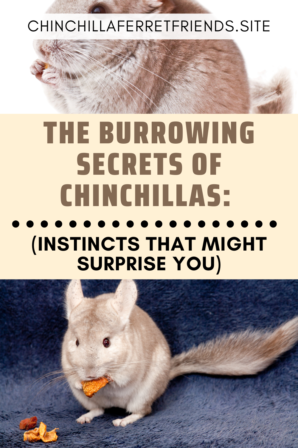 Chinchillas burrowing