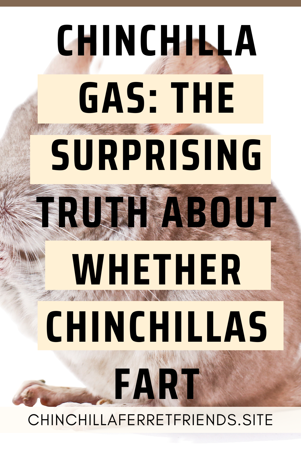 Chinchillas fart
